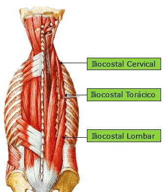 41 Situado no sulco paravertebral, o músculo iliocostal lombar, largo e robusto em sua base, diminui gradativamente de volume conforme sobe para a região cervical.