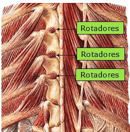 48 extensão da coluna vertebral, inclinação da coluna vertebral e rotação.