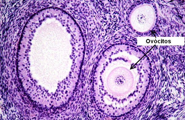 Desenvolvimento do oócito Visão tradicional Oócito é passivo Regulação