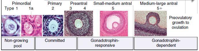 As IGF binding proteins (IGFBPs) como moduladores da atividade do IGF no