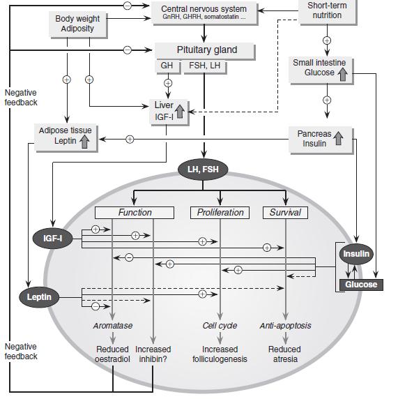 Modelo para as influências nutricionais e e metabólicas na foliculogênese Oócito é alvo direto da Integrar influências nutricionais nutrição?