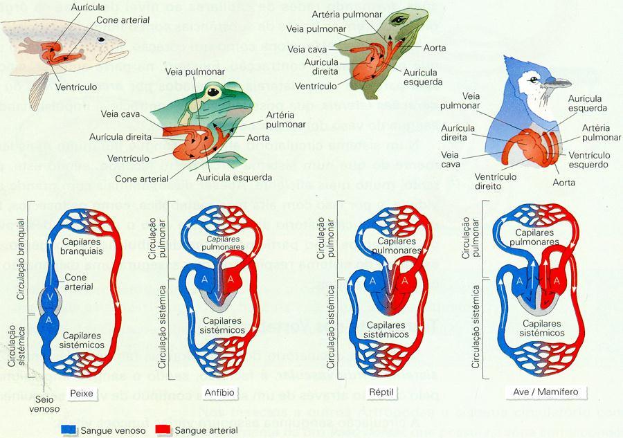 Circulação sanguínea: o coração possui dois átrios e dois ventrículos, com os lados totalmente separados, esquerdo e direito, sem