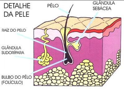 PELE Outras glândulas estão presentes nos mamíferos: SABÁCEAS, que produzem uma espécie de óleo que lubrificam os pelos e ajudam a impermeabilizar a pele.