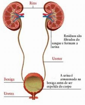 Nutrição: Possuem dentes com formas e funções variadas, adaptados a funções como: cortar (incisivos), furar (caninos) ou triturar (molares).