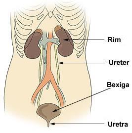 Sistema digestório e excretor: possuem um longo tubo digestório, onde o alimento entra em contato com enzimas digestivas, fabricadas pelas glândulas salivares, fígado, pâncreas e intestino delgado.