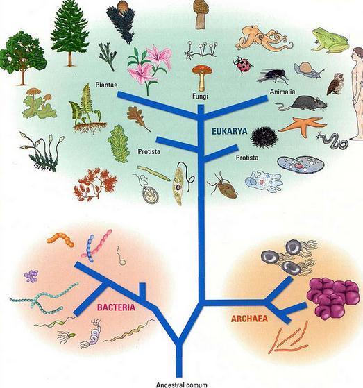Eukarya: abrange ampla variedade