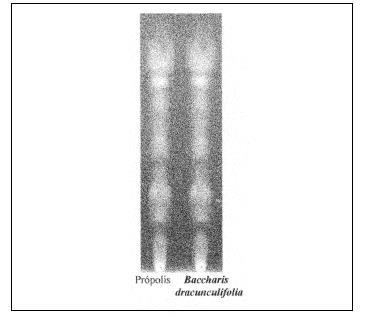 Figura 4. Cromatografia em camada delgada de alta eficiência irradiada a 366nm, eluída com etanol/água das amostras de própolis e Baccharis dracunculifolia.