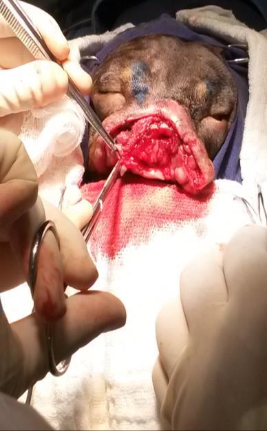A sutura do subcutâneo realizou-se em padrão contínuo cushing com poliglecaprone