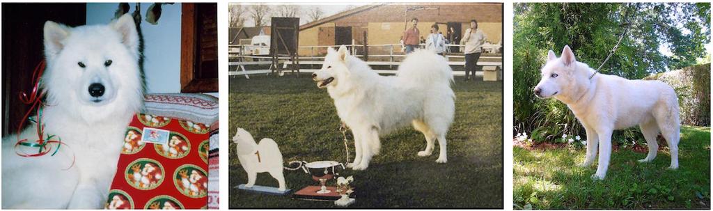 Capítulo 2. Redes Neurais Artificiais 18 Figura 3 Três exemplos de fotografias de diferentes cachorros. As duas primeiras apresentam um cachorro da mesma raça, Samoyed, em diferentes poses.