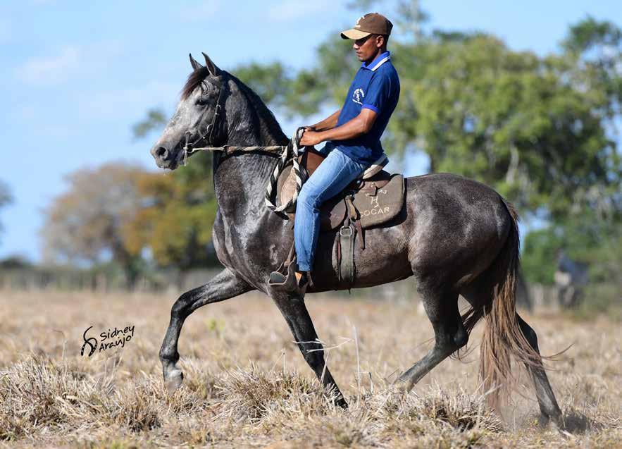 ZANINI DO COCAR DIPLOMATA DA FRISUL