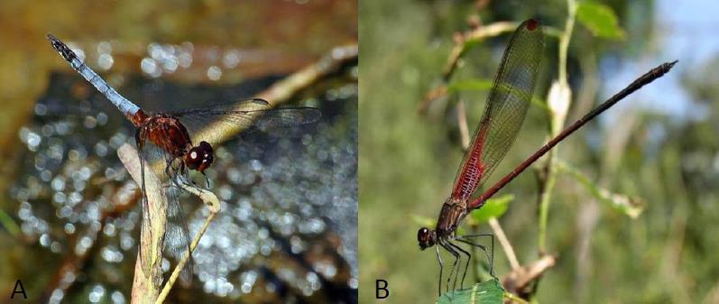 12 Já os indivíduos com as asas de formato semelhante entre si e estreitadas na base pertencem à subordem Zygoptera (Figura 1B). Estes insetos mostram a capacidade de voo geralmente mais limitada.
