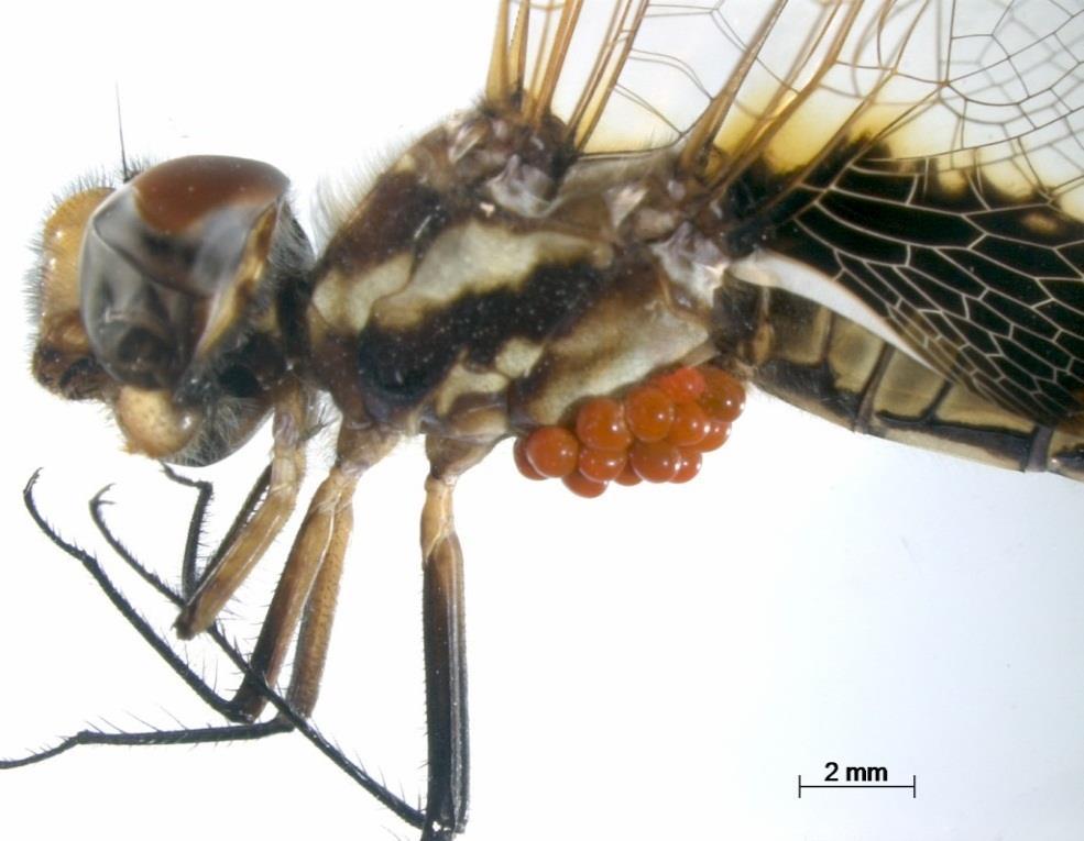 49 Figura 2- Fotografia de Odonata Miathyria marcella Selys in