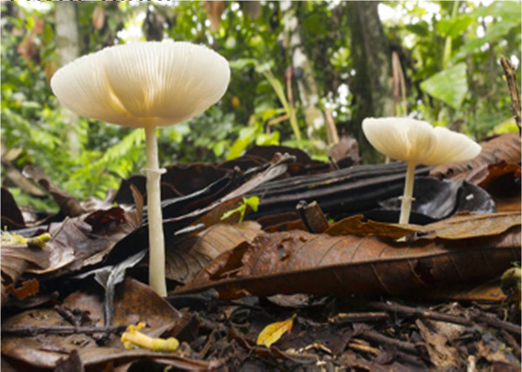 Os fungos, apesar de lembrarem as plantas em aparência, são também seres heterotróficos; Eles não são capazes de produzir alimentos, sendo assim, retiram seus