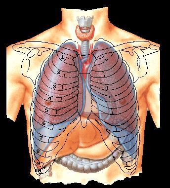 Pleura Parietal