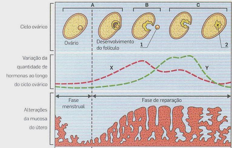 2.2. Faz corresponder a cada afirmação uma ou mais letras da chave: Chave: A Caracteres sexuais primários femininos B Caracteres sexuais secundários femininos C Caracteres sexuais primários