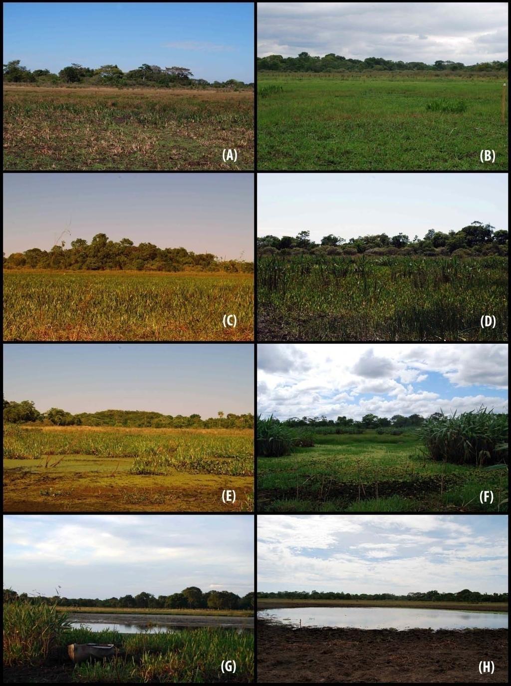 Figura 3. Algumas das 20 lagoas amostradas na Fazenda Nhumirim, Pantanal da Nhecolândia, Corumbá, Mato Grosso do Sul - Brasil.