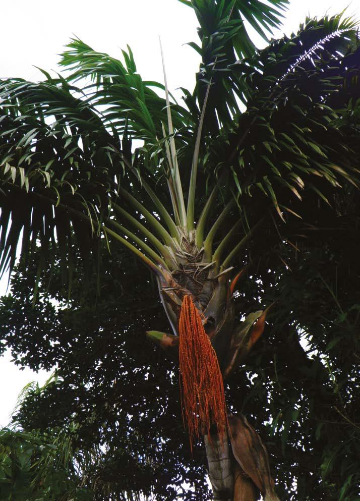 Foto: K. Carvalheiro/BID necessidades das espécies cultivadas e as condições dos locais.