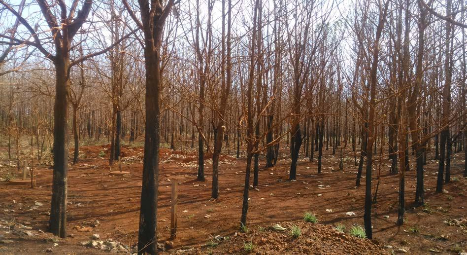 Um exemplo é o acompanhamento dos períodos de desbastes e podas das espécies arbóreas, a fim de se evitar um sombreamento maior que o desejado para os vários componentes do sistema produtivo.