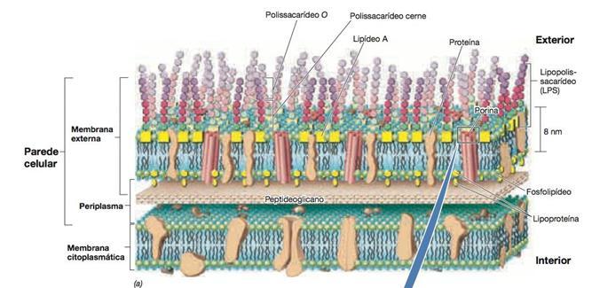 Processo de nutrição em procariotos Gram negativas Porinas associadas à membrana externa que permitem a passagem de moléculas hidrofílicas, de