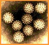 3 Agente etiológico Os diversos tipos de HPV estão classificados na família Papillomaviridae, gênero Papillomavirus.