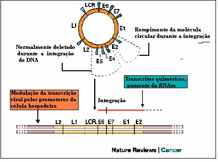 8 FIGURA 3: Esquema demonstrativo do genoma do HPV, apontando genes e suas funções no ciclo viral. (Adaptado de Nature Reviews, 2003) (disponível em http://www.nature.