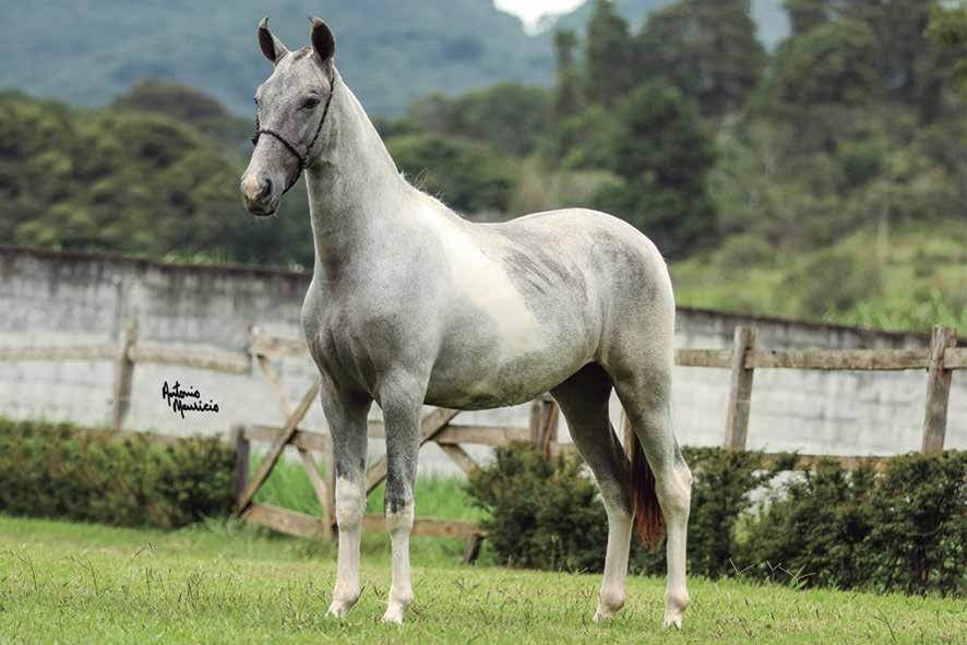 L O T E 1 0 Goma Du Paim Delete Caxambuense x Fronteira do N inho da Coruja 10.03.2017 Pampa de Tordilho ABCCMM Marcha batida.