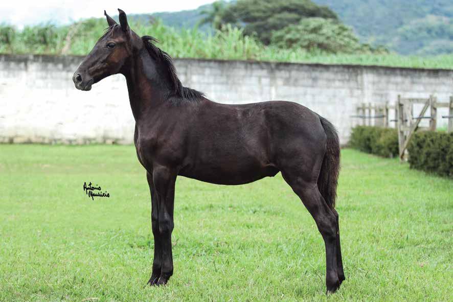 L O T E 1 1 Hambo Du Paim Cabaça Du Paim x Feitiço Caxambuense 30.10.2017 Macho Preto ABCCMM Marcha batida. Potro negro, futuro garanhão, muito diagramado.