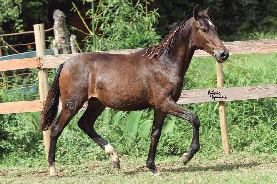 L O T E 2 0 Maestro Caxambuense Iate de Alcatéia x Caxambu Urca 20.06.