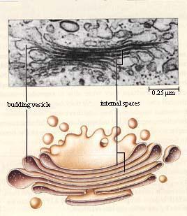 Complexo de Golgi Organela membranosa com