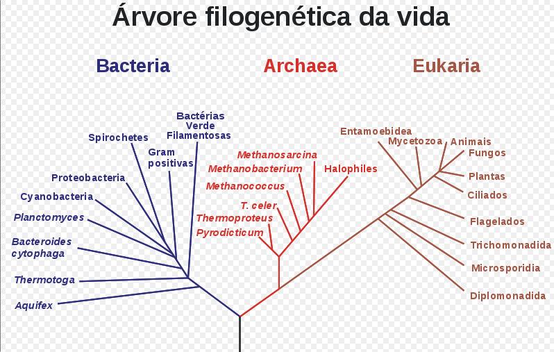 Procariotos Árvore: adequada para representar estruturas