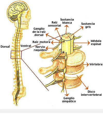 A Dor pode ser controlada por Mecanismos Centrais O Encéfalo possui circuitos modulatórios cuja função principal é a de regular a percepção da dor.