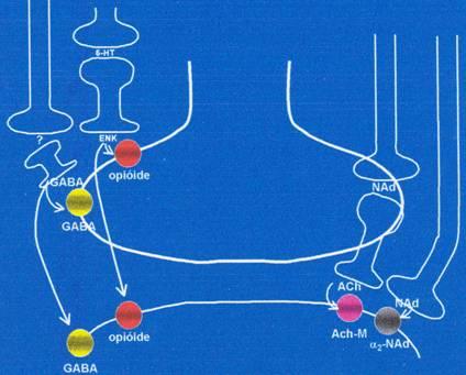 Vias Descendentes - Controle da Dor 2 o neurônio 1 o neurônio Neurotransmissores