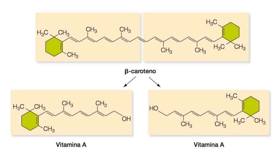 Nos humanos, uma molecula de β-caroteno pode ser degradada em duas moleculas de