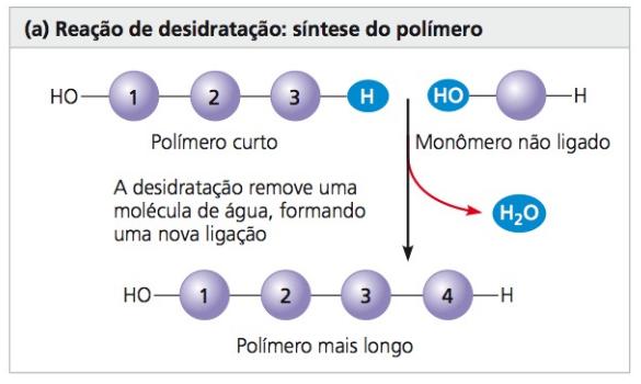 Macromoléculas A maioria das macromoléculas forma-se por condensação (desidratação) e