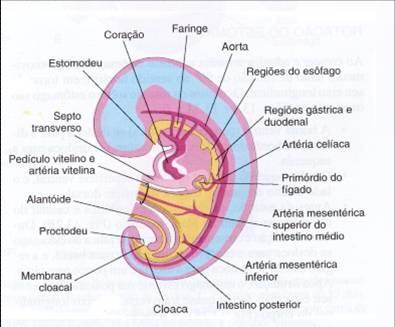 Figura 1 - Estrutura geral do embrião