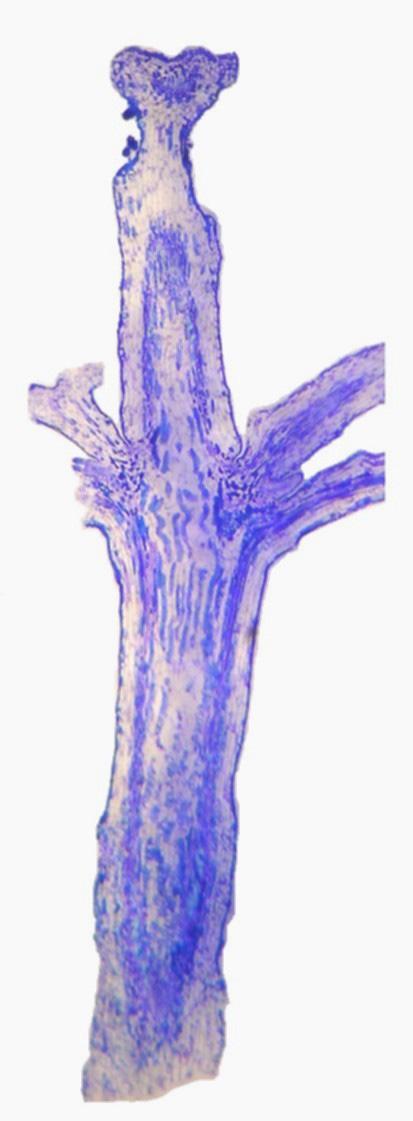 42 de micropropagação, essas variáveis representam diretamente a taxa de biomassa produzida.