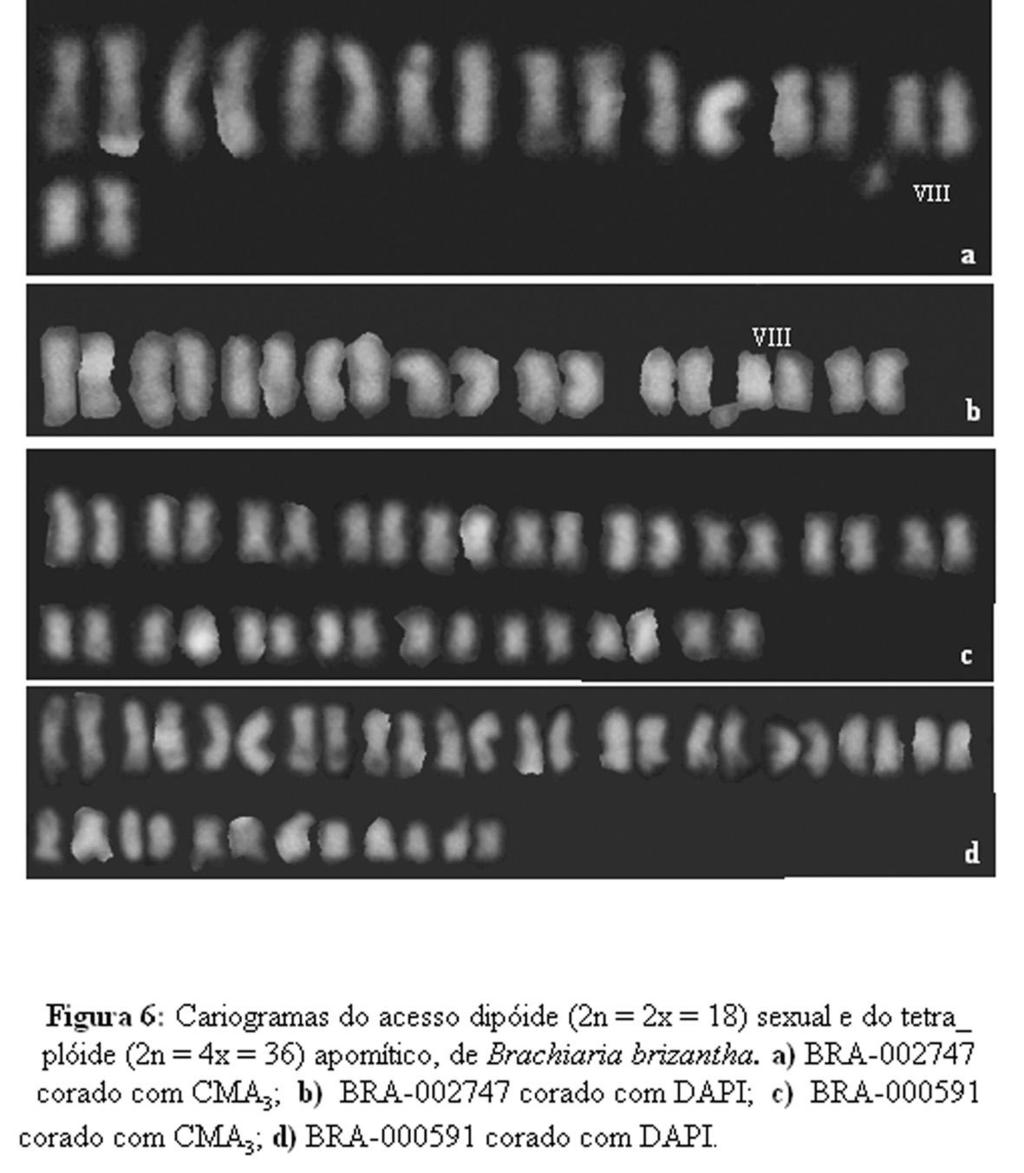 Figura 2: Fotomicrografias de cromossosmos mitóticos tratados com Feulgen e carmim