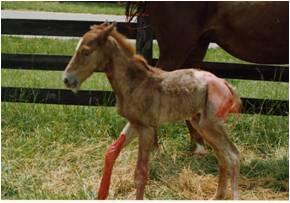 Epidermólise Bolhosa Juncional - JEB Doença autossômica recessiva dermatológica (humano e equino); Relatada em American Saddlebreds (4%), Belgian, Bretão e outras raças; Inserção de Citosina no gene