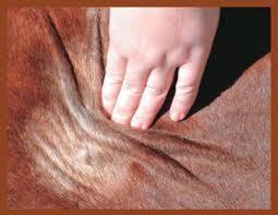 Astenia Cutânea Equina - HERDA Condição autossômica recessiva dermatológica Atinge cavalos Quarto de Milha e cruzamentos; 3,5% é a frequência de cavalos heterozigotos; Ocorre uma mutação no exon 1 do
