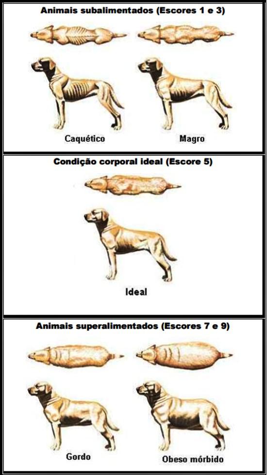 (LAFLAMME, 1997, 2006). O ECC também permite avaliar a porcentagem de gordura como demonstrado na Figura1. Figura 1 - Diferentes escores de condição corporal em cães. Fonte: RODRIGUES, 2011.