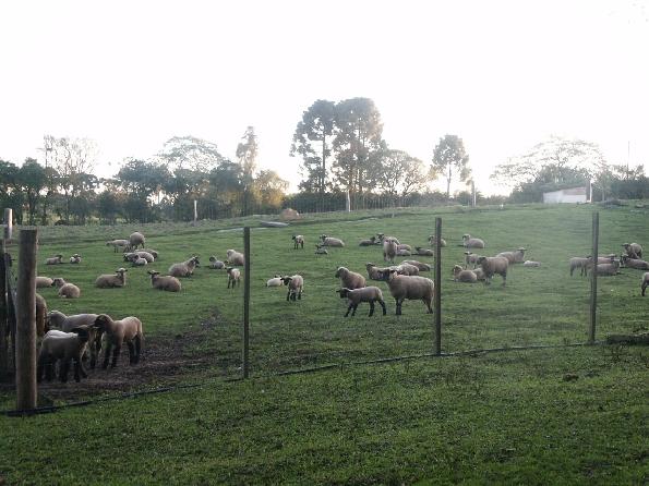 Modelo de probabilidades 9% 11% 50% 30% AMOSTRA: Um animal observado ao acaso Reprodutor Matriz Borrega