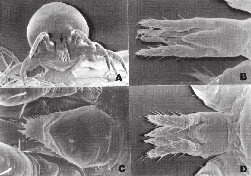 96 Ferry et alii Figure 1: Morphology of gnathotectum. A.