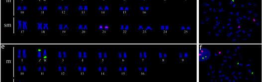 sítios de DNAr 18S corados com avidina FITC e presentes nos cromossomos Z e W e os