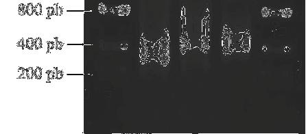 Linha 1 corresponde ao DNA microdissecado dos cromossomos B de Characidium cf.