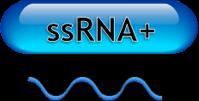 RNA Virus