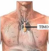 Contém células-tronco hematopoiéticas (multipotentes ou