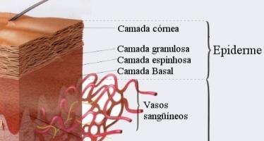 Epiderme Constituição: Camada Basal Células germinativas Produção de queratina Presença de MELANÓCITOS Camada