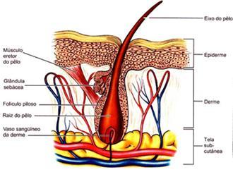 Anexos da Epiderme Pelos Bastões de queratina;