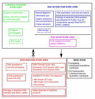 PROBABILIDADES Locus D3S1358 vwa FGA D8S1179 D21S11 D18S51 D5S818 Genotype 15, 18 16, 16 19, 24 12, 13 29, 31 12, 13 11, 13 Frequency 8.2% 4.4% 1.7% 9.9% 2.3% 4.