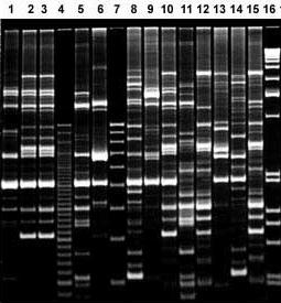 RAPD Random Amplified Polymorphic DNA Primers pequenos (x) 10 Temperatura de anelamento baixa A B
